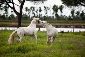 Obraz na płótnie Canvas horses on pasture