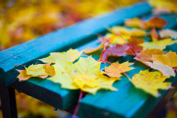 the falling leaves