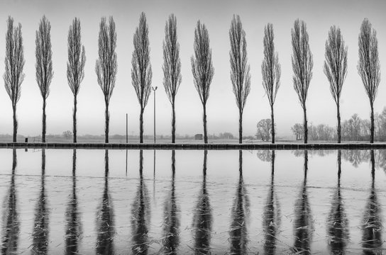 Alberi Riflessi Sul Lago All'alba In Bianco E Nero