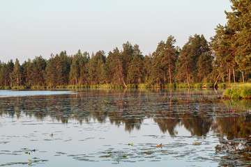 Pine trees reflection during golden scarlet sunrise on big