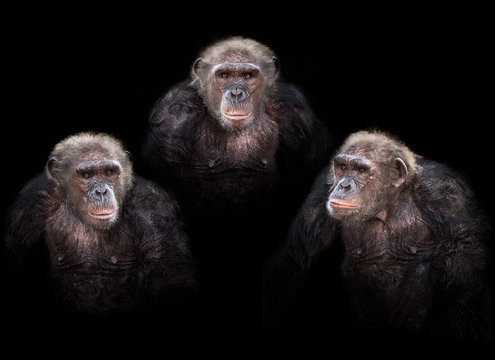 Old Chimpanzee Group