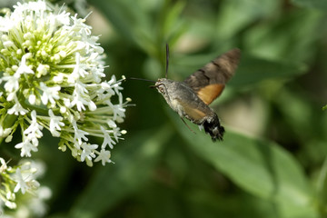 Taubenschwaenzchen; Macroglossum; stellatarum;