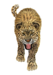 Big Cat Leopard