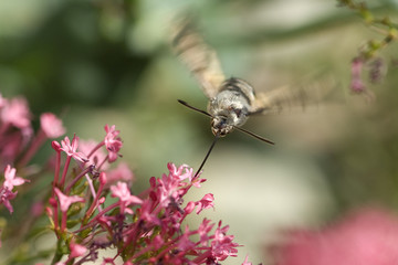 Taubenschwaenzchen; Macroglossum; stellatarum;