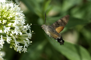 Taubenschwaenzchen; Macroglossum; stellatarum;