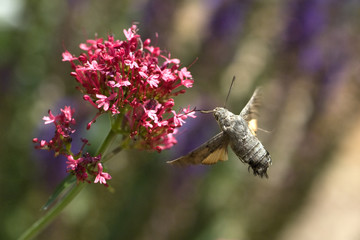 Taubenschwaenzchen; Macroglossum; stellatarum;