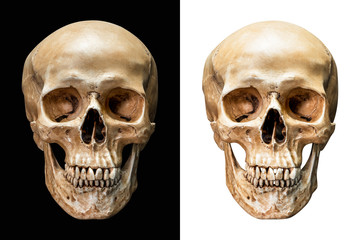 Human skull isolated