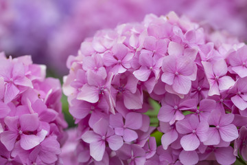 Hydrangea flowers in a garden