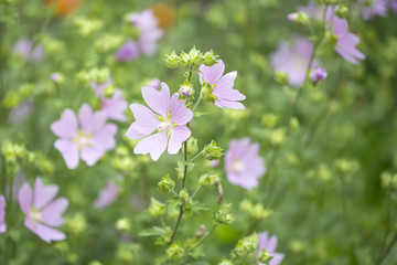 Pink flower in a meadow