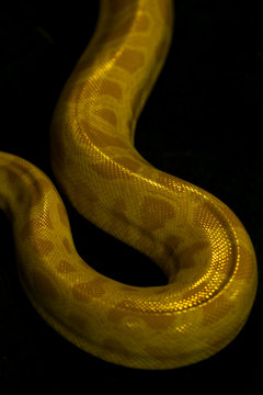 Beautiful yellow python