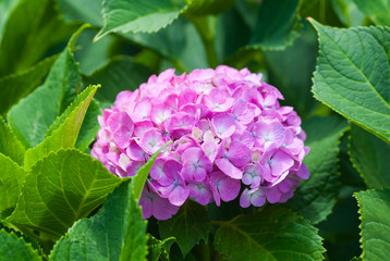 Beautiful Hydrangea macrophylla summer and autumn flower