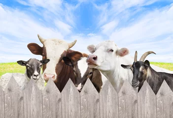 Crédence de cuisine en plexiglas Vache animaux de groupe