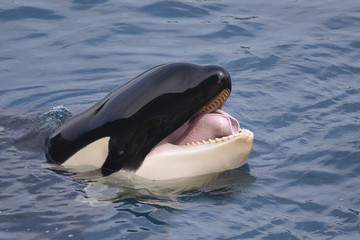 Fototapeta premium Szef orki