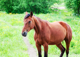 Naklejka na ściany i meble Horse grazing in a field in summer