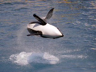 Obraz premium Killer whale jumping out of water