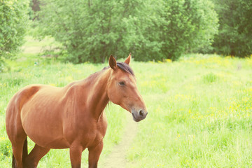 Horse grazing in a field in summer