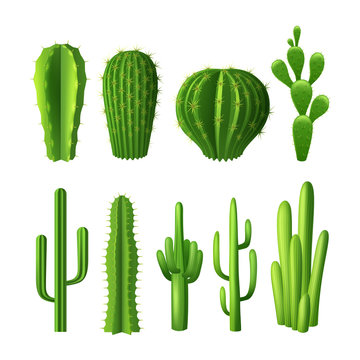 Cactus Realistic Set