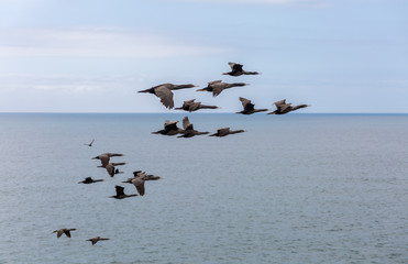 birds flying over the ocean