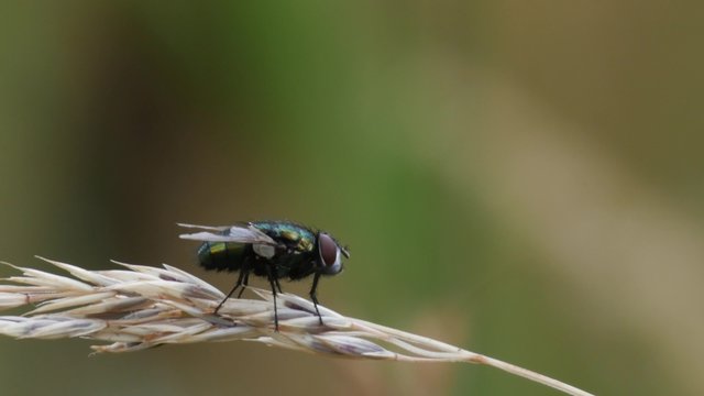 Green Fly landing and resting on grass, 4K