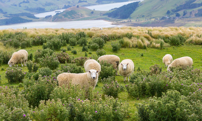 Naklejka premium Flocks of sheep graze in the fields with spectacular ocean views