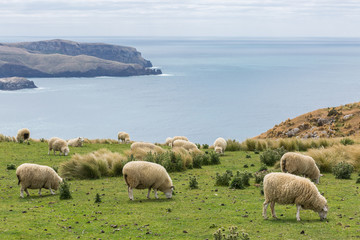Fototapeta premium Flocks of sheep graze in the fields with spectacular ocean views