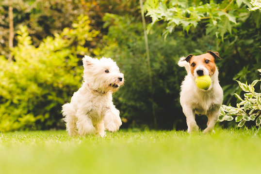 Two dogs playing with a ball.