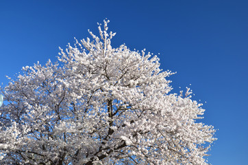 満開の桜と青空