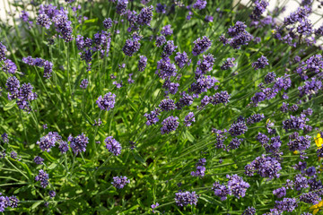 Gardens with the flourishing lavender