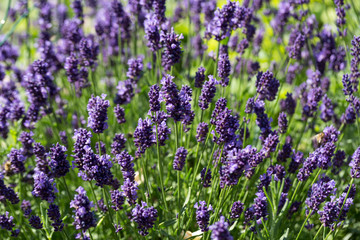 Garden with the flourishing lavender