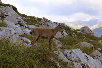 Bouquetin