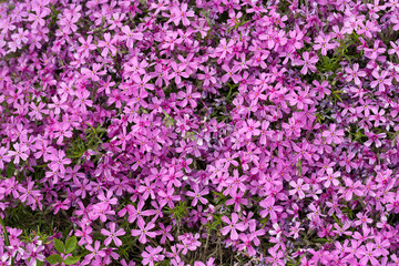 Aubrieta cultorum - pink or purple small flowers