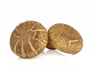 Shiitake mushroom on the White background
