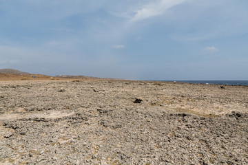 Expanse of Black Coral on Beach of Curacao