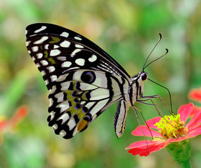 Butterfly on flower