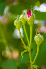 rose bud