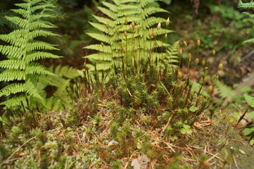 paproć i mech © Dzikie Wino