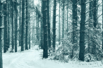 winter forest landscape monochrome