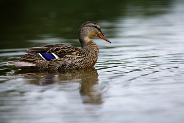 landscape wildlife duck drakes