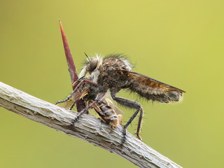 Fly killer