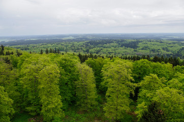 Fototapeta na wymiar Mischwald - Harz