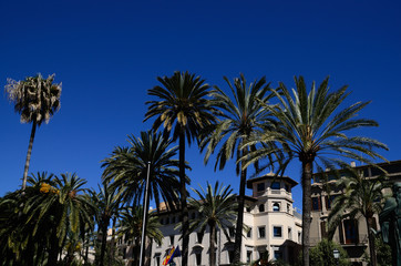 palmen und blauer himmel in mallorca