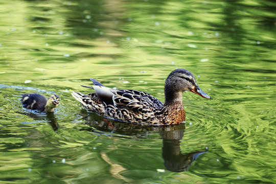water duck flock of birds