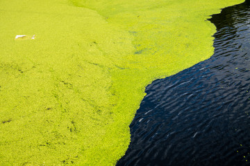 Teich mit Wasserlinse