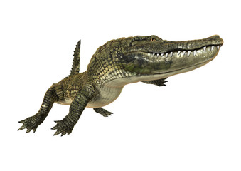 American Alligator