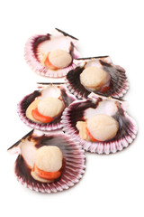 Raw scallops