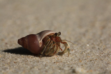 crab on sand beach coast
