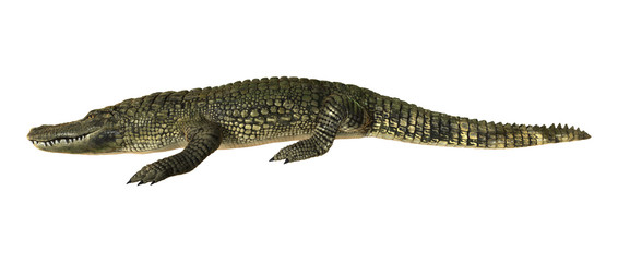 Fototapeta premium American Alligator