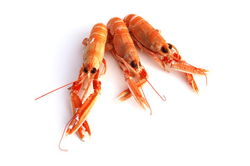 langoustines
