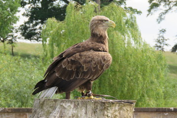 White Tailed Sea Eagle
