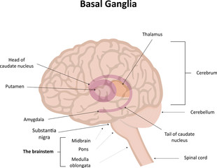 The Basal Ganglia Illustration